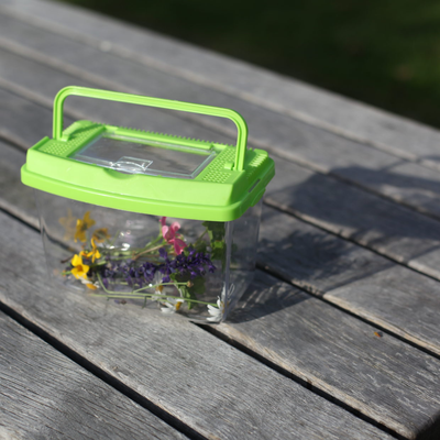 Caja de Estudio de Insectos